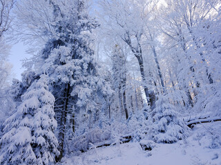 Piękny zimowy g&oacute;rski las w białej szacie