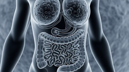 Human Digestive System Anatomy X-Ray Illustration.