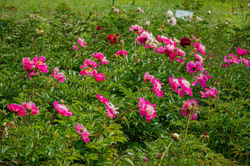 Fototapeta premium Colorful peonies create a lively scene in a blooming garden, reflecting spring's essence