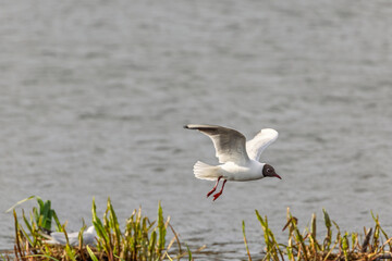 Black-headed gull flying by the shoreline