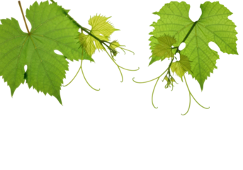 Vibrant emerald green grape leaves, dewy with intricate veins, delicate spiraling vines on bright white with ample copy space, high-angle macro. Concept of natural freshness and organic beauty