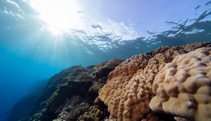 Vibrant coral reef ecosystem thriving beneath the ocean's surface, bathed in shimmering sunbeams, showcasing the majestic beauty of the deep blue marine world