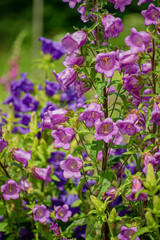 Fototapeta premium Delightful clusters of purple flowers sway gracefully, showcasing nature's beauty in full bloom