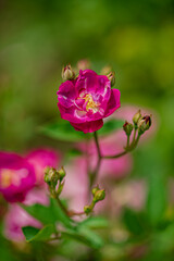 Obraz premium Delicate pink roses bloom surrounded by budding flowers, creating a serene garden atmosphere