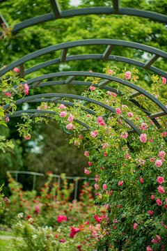 Vibrant roses flourish, intertwining gracefully with a decorative arch in a serene garden