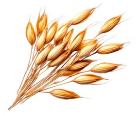 Golden oat spikes form a bundle together against an isolated backdrop on transparent background