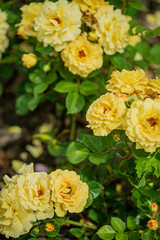 Vibrant yellow roses thrive under the warm sun, creating a picturesque display of nature's beauty