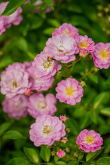 Fototapeta premium Clusters of pink blossoms thrive amidst lush greenery, showcasing nature's beauty in full bloom