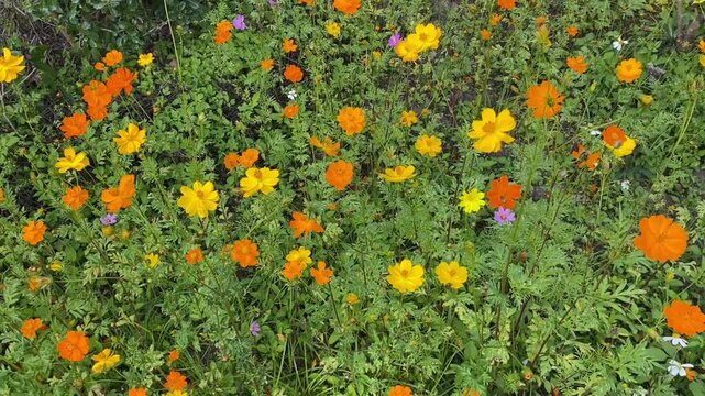 video of bright orange and yellow wild flowers in a green meadow with insects perching on petals creating a lively natural scene