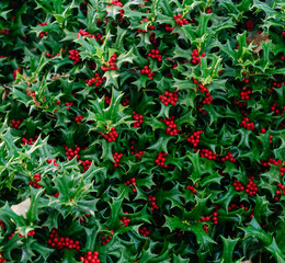 Obraz premium Vibrant Full Red Berry and Holly Bush