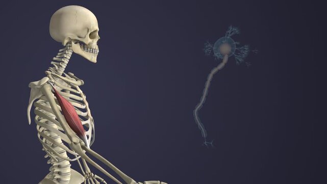 Motor Neuron Disease Causing Skeletal Muscle Weakness
