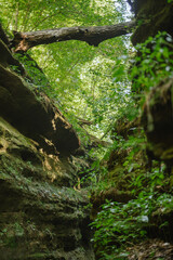 Lush canyon view with fallen tree at Turkey Run State Park