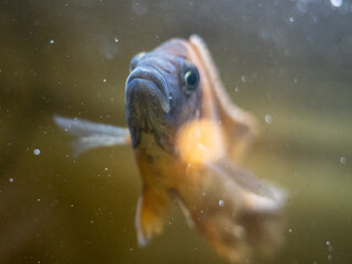 Front-facing dark orange and blue cichlid in murky aquarium