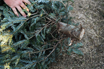Close-up of cut Christmas tree trunk being handled outdoors.