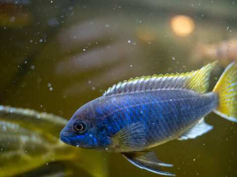 Electric blue hap (Sciaenochromis fryeri) with yellow fins