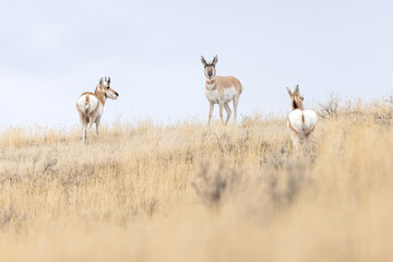 Obraz premium Three Pronghorn on a Hill