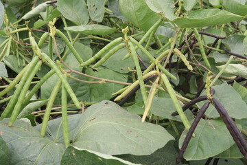 Fototapeta premium mung bean on tree in farm