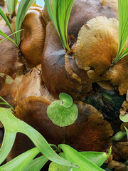 Staghorn fern textures with layered organic foliage © Cavan