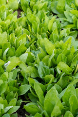 Jeunes pousses serr&eacute;es de salade