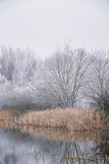Obraz premium Frost-covered trees reflect in calm waters, creating a serene winter scene at dawn