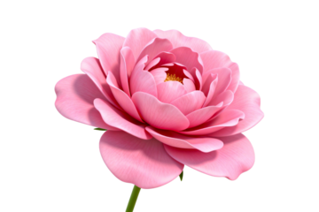 A Pink Peony Flower in Full Bloom