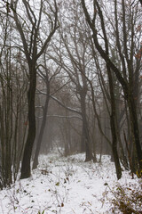A haunting winter scene featuring dark bare tree trunks standing in fresh white snow during a thick and spooky fog