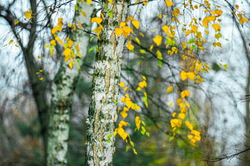 The trunk of an old birch tree with autumn yellow leaves.