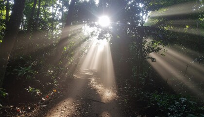 Sunbeams filtering through trees on a forest path, creating a serene and magical atmosphere