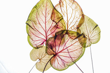 Fototapeta premium Translucent leaves in various hues display intricate patterns and evoke a sense of calm
