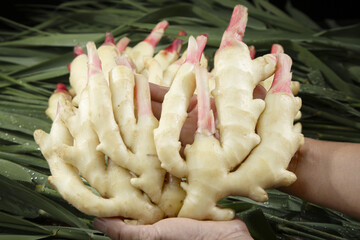 Fresh Tender Ginger Buds from Shandong - Newly Harvested