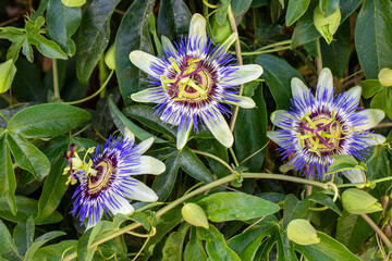 Close up passiflora. Passion Flower (Passiflora caerulea) leaf in tropical garden. Beautiful passion fruit flower or Passiflora (Passifloraceae).