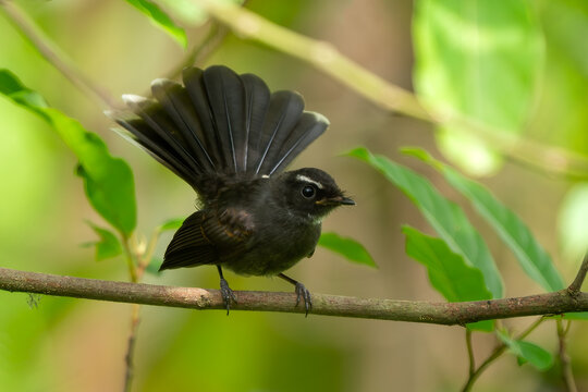 White-throated Fantail - Rhipidura albicollis, small passerine bird native to the forests, scrub and cultivation across tropical southern Asia, Vietnam.