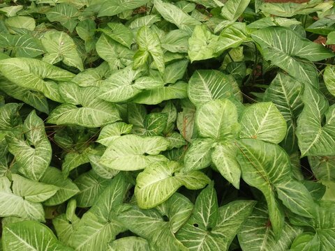 Air purifying plant "Syngonium podophyllum"