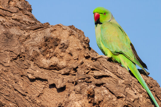 Rose-ringed parakeet (Psittacula krameri) perched on a tree trunk.