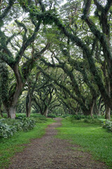 Majestic giant rain trees form a natural tunnel at De Djawatan, Banyuwangi, with wide canopies and lush greenery creating a magical forest atmosphere and a cool, serene setting.