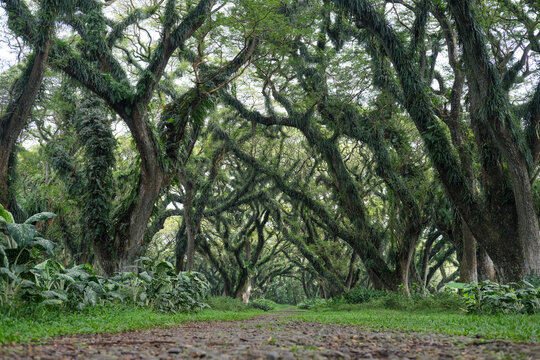 Majestic giant rain trees form a natural tunnel at De Djawatan, Banyuwangi, with wide canopies and lush greenery creating a magical forest atmosphere and a cool, serene setting.