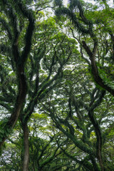 Obraz premium Enchanting canopy of towering trembesi trees in De Djawatan Forest, Banyuwangi, creating a lush green tunnel with a mystical atmosphere and serene natural charm.