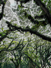 Enchanting canopy of towering trembesi trees in De Djawatan Forest, Banyuwangi, creating a lush green tunnel with a mystical atmosphere and serene natural charm.