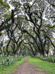 Scenic footpath winding between centuries-old giant rain trees, forming a lush green tunnel that creates a calm, iconic landscape and a popular nature tourism attraction.