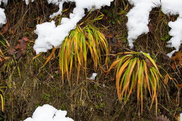 A close up shot of yellow withered grass partially covered by fresh white snow on a dry brown soil background