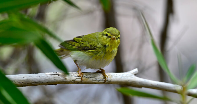 Wood warbler // Waldlaubs&auml;nger (Phylloscopus sibilatrix)
