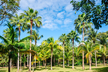 Fototapeta premium Lush green palm trees in a tropical landscape under a bright blue sky