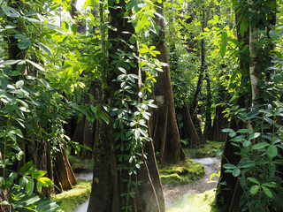 Jungle forest with tropical trees Adventure background