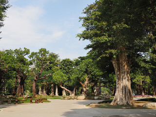 Jungle forest with tropical trees Adventure background