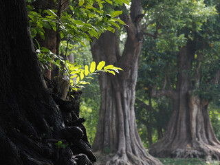 Jungle forest with tropical trees Adventure background