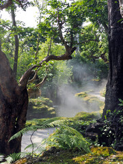 Jungle forest with tropical trees Adventure background