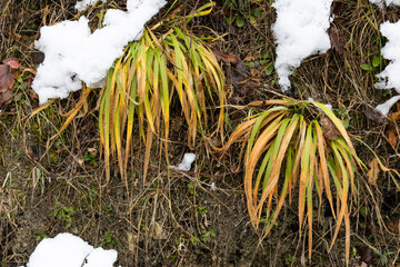 Natural winter landscape showing frozen yellow blades of grass emerging from patches of cold white snow during the early season