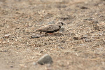 a small sparrow on the beach
