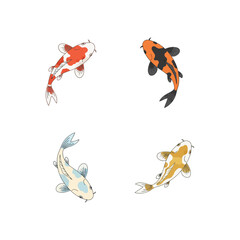 Beautiful Koi Fish Swimming in Clear Water Pond