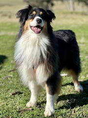 Fototapeta premium A nice Australian shepherd dog 